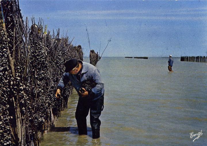 cherrueix_peche_cueillette de moules sur anciens bouchots.jpg